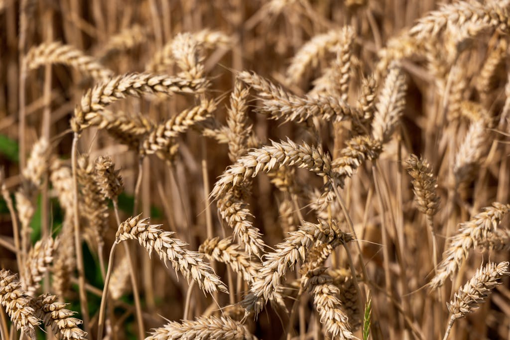 Detailed close-up of golden wheat stalks in a sunny field capturing the essence of harvest season.